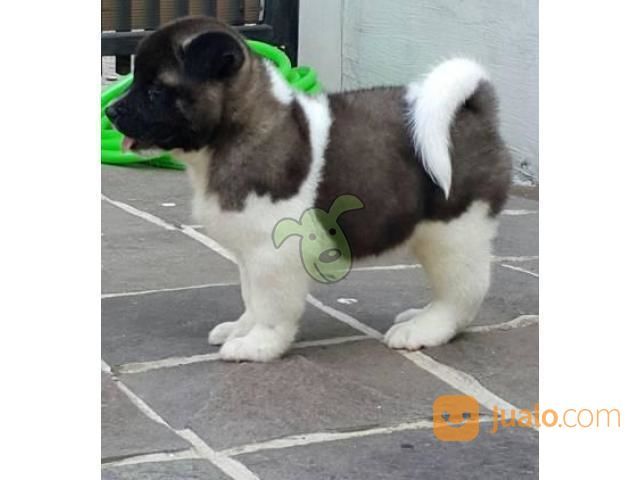 36++ Jual anjing akita surabaya download