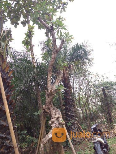 Pohon Kamboja Fosil Berbagai Ukuran Diameter Kab Bogor Jualo
