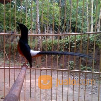Murai Batu Medan Super
