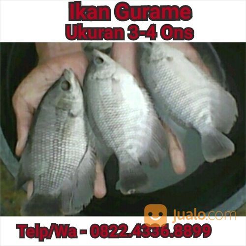 Ikan Aji Aji 4 5 Ekor 1000gr Bosmayur