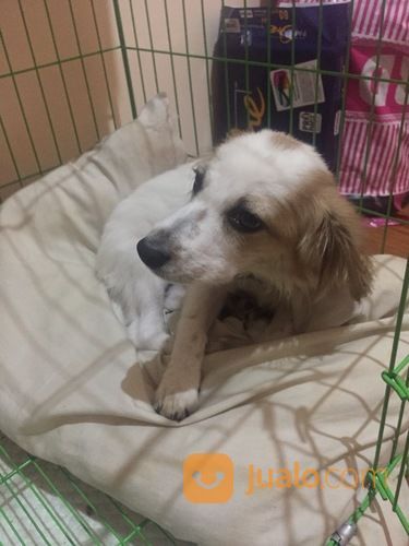 Anjing Corgi Mix Golden | Malang | Jualo