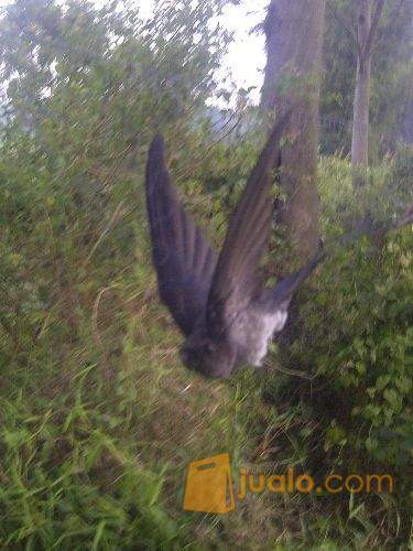 Jaring Burung Serba Guna Bisa Untuk Menangkap Hama Emprit Di Sawah