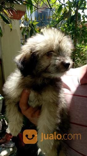 Anak Anjing Mix Pomeranian X Poodle X Chihuahua Usia 3 Bulan