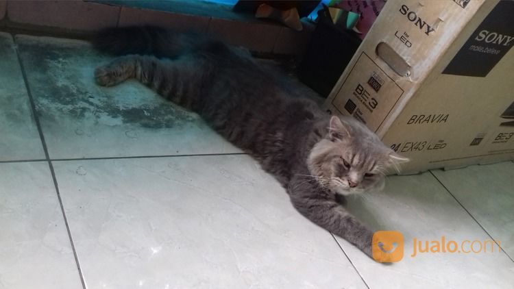 Foto Kucing  Imut Warna Abu Foto Kucing  Imut Warna Abu