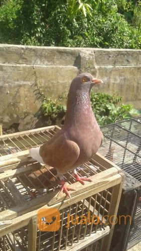 Jual Beli Burung Dara Terdekat Id Lif Co Id