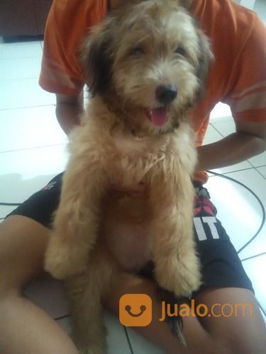 43++ Anjing putih kecil lucu download