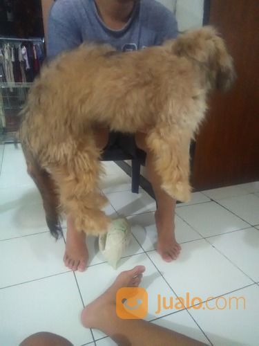 Anjing. Kecil Lucu