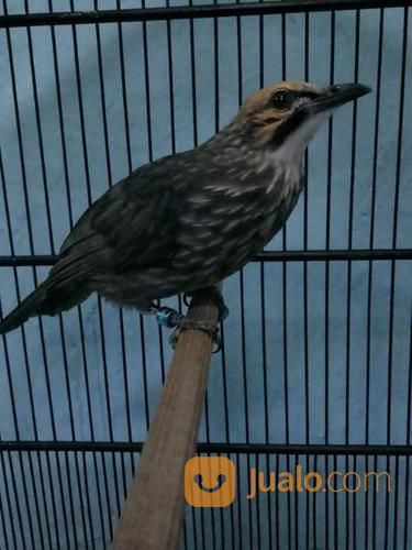 Cucak Rowo Sumatra Mata Merah Kab Sidoarjo Jualo