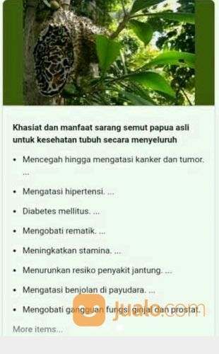 Rp 150 000 Obat Sarang Semut Khasiat Dari Obat Sarang Semut Cek Di Google Banda Aceh Jualo