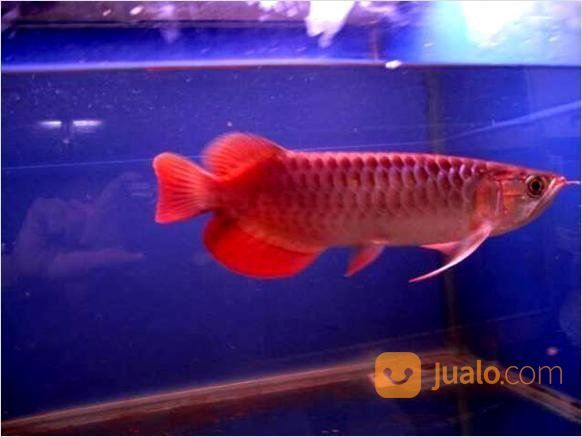 Ikan Arwana Super Red Chili Red Bandung Jualo