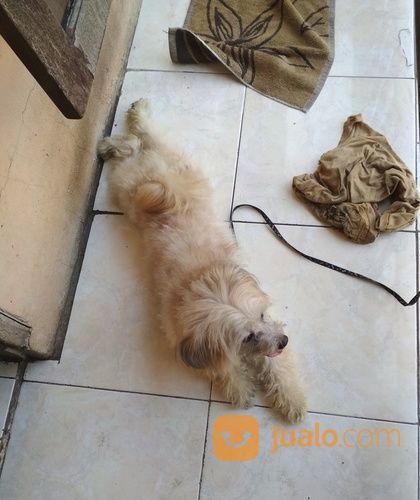 J Anjing Maltese Campuran Pom Umur 1 Tahun Tangerang Selatan