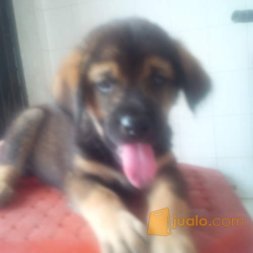 41+ Jual anak anjing herder di medan ideas