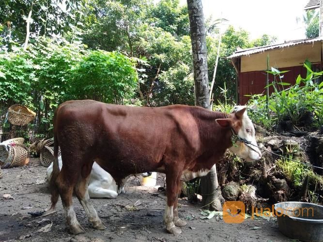 Sapi Metal Sehat Siap Untuk Kurban | Kab. Sleman | Jualo