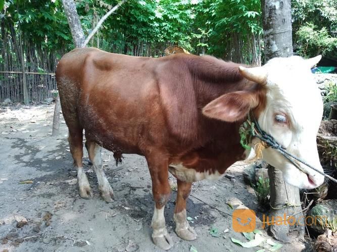 Sapi Metal Sehat Siap Untuk Kurban | Kab. Sleman | Jualo