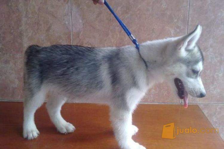 Anjing Siberia Husky Samarinda Jualo