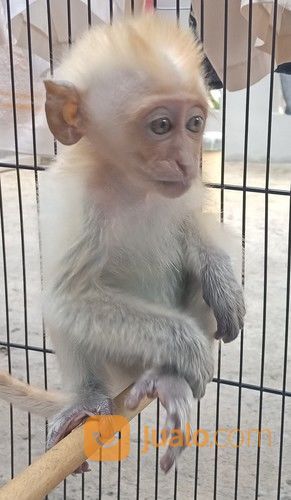 Monyet Bule Imut Depok Jualo