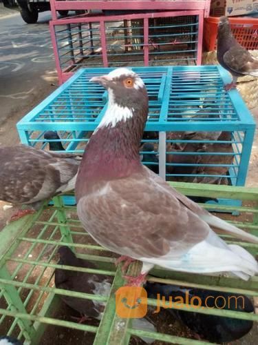 Burung Merpati  Burung Dara Tinggian Kolongan  Jakarta 