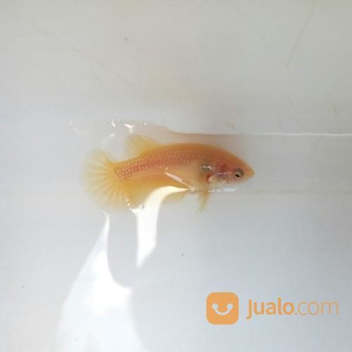 Ikan Cupang Plakat Yellow Female Betina Semarang Jualo