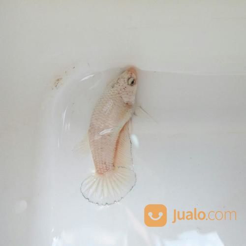 Ikan Cupang Plakat Fancy Copper Female Betina Semarang Jualo