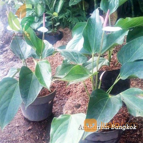 Bunga Anthurium Bangkok Merah Kab Nganjuk Jualo