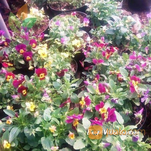 Taman Bunga Vinca Taman Bunga Vinca Hd1080p Barisan Bunga Vinca