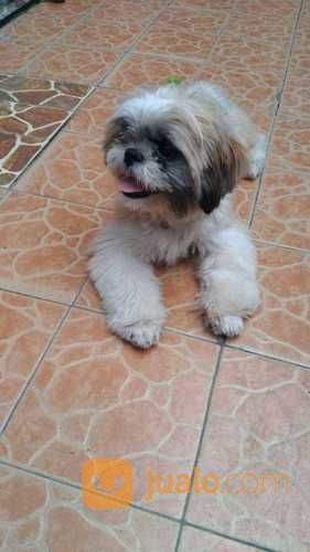 anjing shih tzu mix pom