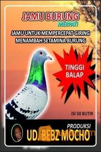 Jamu Untuk Memper Giring Dan Menambah Setamina Burung Dara Tinggi