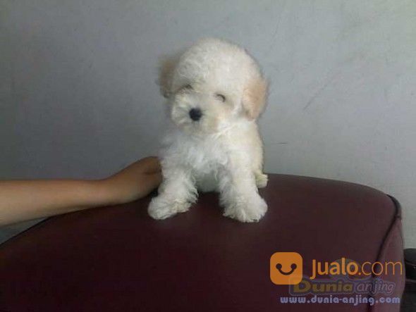 Anak Anjing Poodle Palangkaraya Jualo