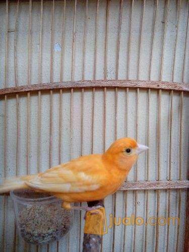 Burung Kenari Murah Di Jagakarsa Jakarta Selatan Jakarta Selatan Jualo