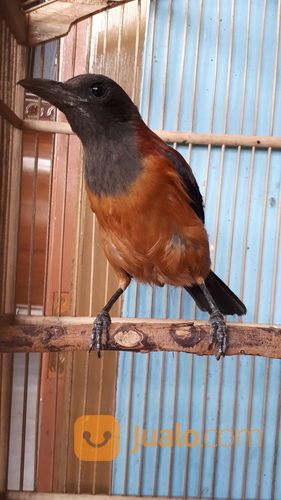 Burung Cucak Rowo Pitahui