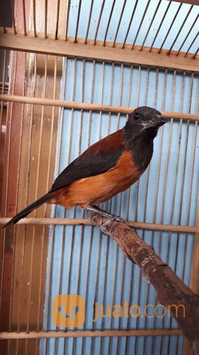 Burung Cucak Rowo Pitahui