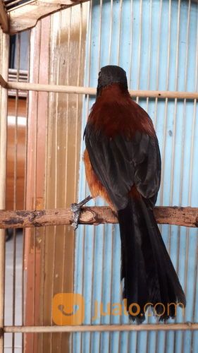 Burung Cucak Rowo Pitahui
