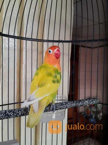 Lovebird Gs Jantan Burja