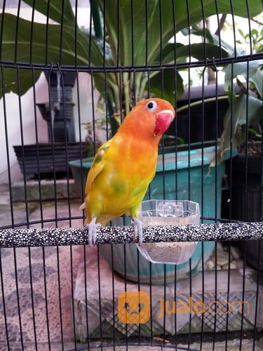 Lovebird Gs Jantan Burja