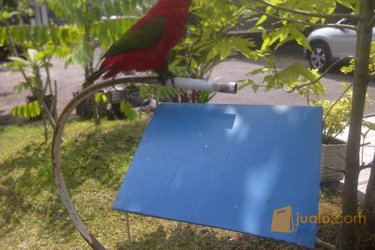 Jual Burung Murai Borneo Gacor Kepodang Bincarung Burung Nuri Merah Harga Damai Singaparna Jualo