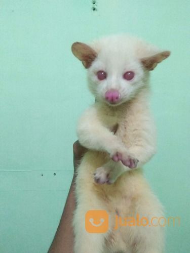 Musang Pandan Albino Kab Cianjur Jualo