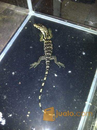 26++ Harga biawak kecil information