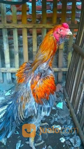 Ayam Bangkok Pakhoy Original Full Brakot Import No Birma Magon Jakarta Barat Jualo