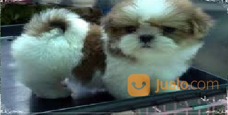 Anjing Mini Shih Tzu Semarang Jualo