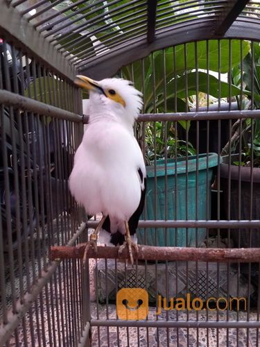 Jalak Putih Jantan Gacor Jinak Fullset Jakarta Pusat Jualo