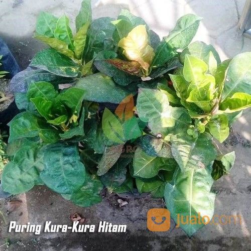 Puring Kura-Kura Hitam