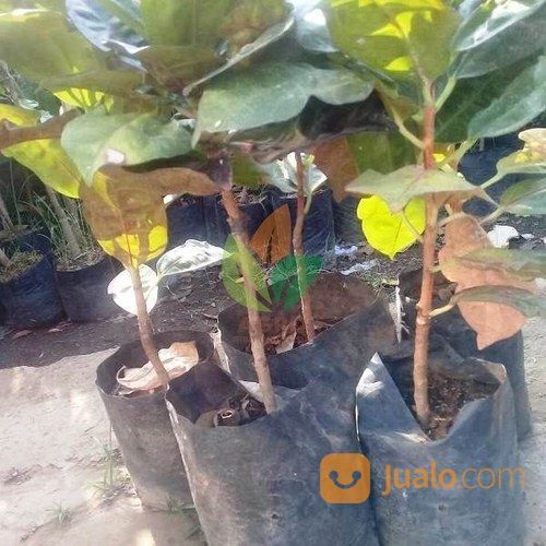 Puring Kura-Kura Hitam