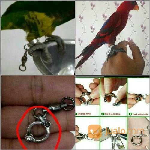 38++ Burung irn harga terbaru