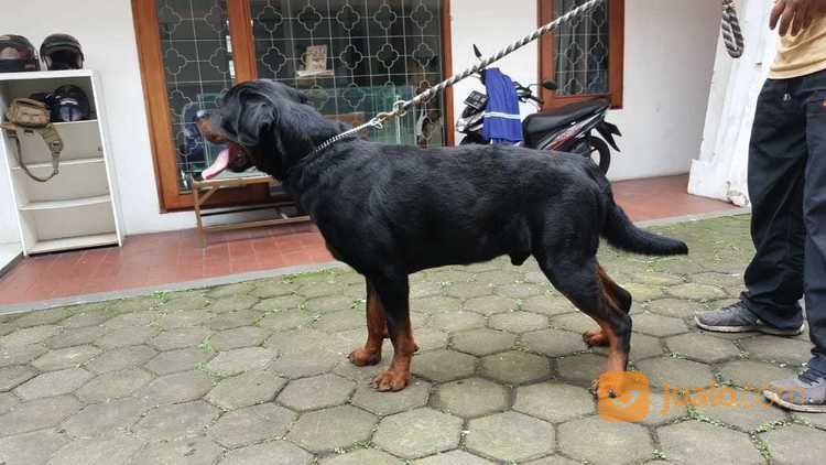 Anjing Rottweiler Jantan Champions | Bandung | Jualo