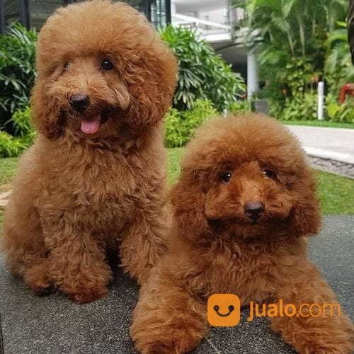 anjing red toy poodle