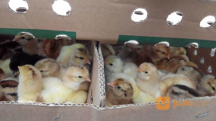 DOC Ayam Kampung Asli