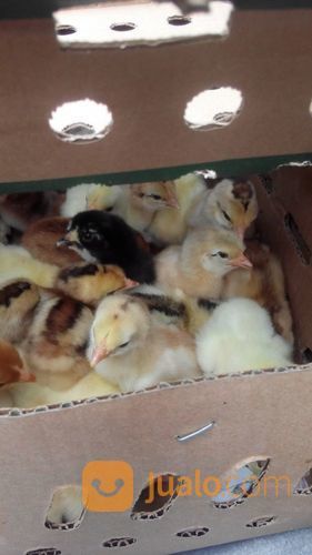 DOC Ayam Kampung Asli