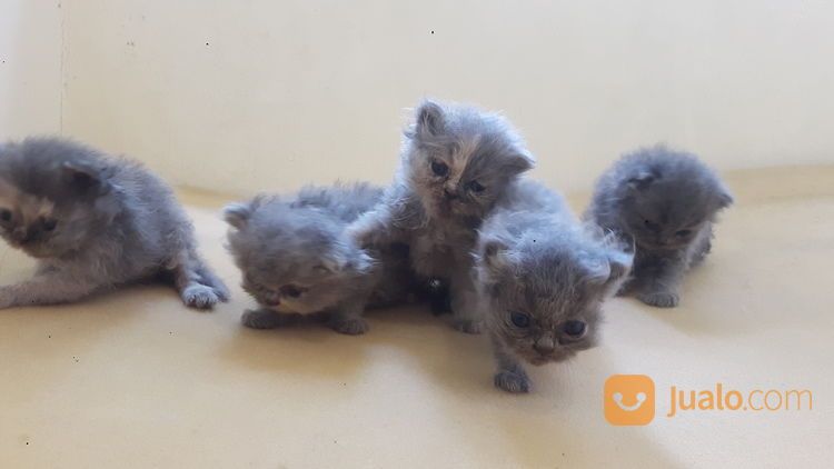 Adopsi Kucing Persia Fakenose Exstream di Kota Jakarta Selatan, DKI