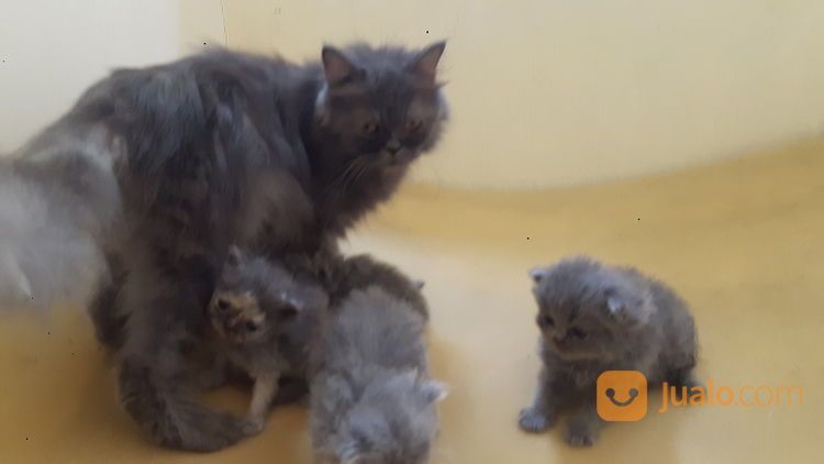 Adopsi Kucing Persia Fakenose Exstream di Kota Jakarta Selatan, DKI