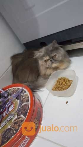 Adopsi Kucing Persia Fakenose Exstream di Kota Jakarta Selatan, DKI